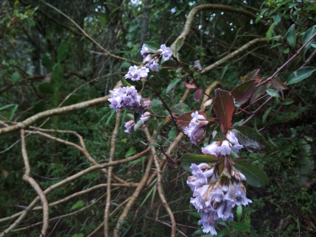 Neelakurinji, at Vattavada. Pic : Coolsage